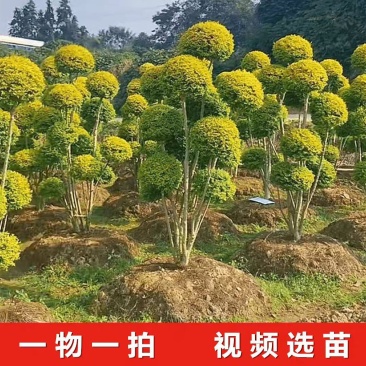 亮晶造型树庭院园林花镜绿植设计搭配别墅造景盆景
