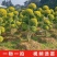 亮晶造型树庭院园林花镜绿植设计搭配别墅造景盆景
