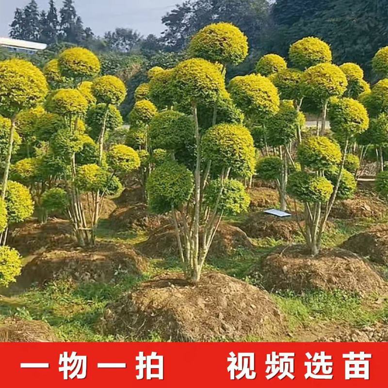 亮晶造型树庭院园林花镜绿植设计搭配别墅造景盆景