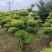 亮晶造型树庭院园林花镜绿植设计搭配别墅造景盆景