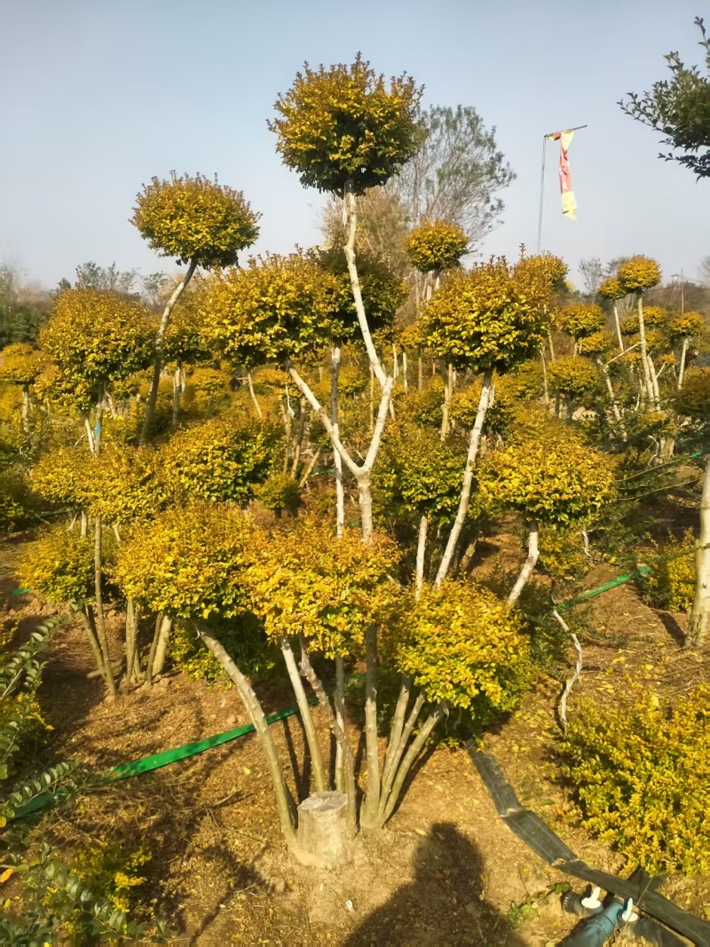 亮晶造型树庭院园林花镜绿植设计搭配别墅造景盆景