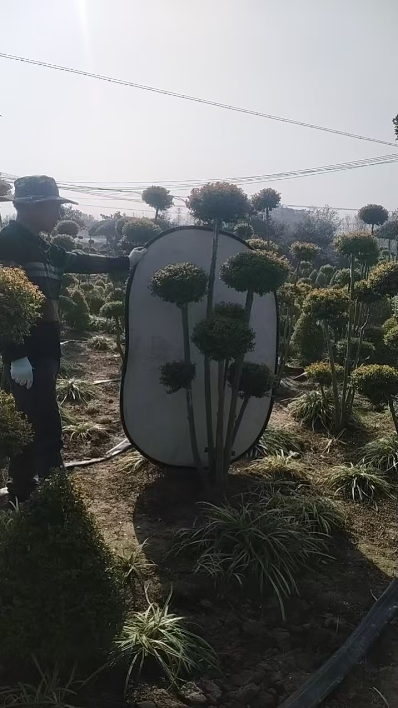 亮晶造型树庭院园林花镜绿植设计搭配别墅造景盆景