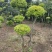 亮晶造型树庭院园林花镜绿植设计搭配别墅造景盆景
