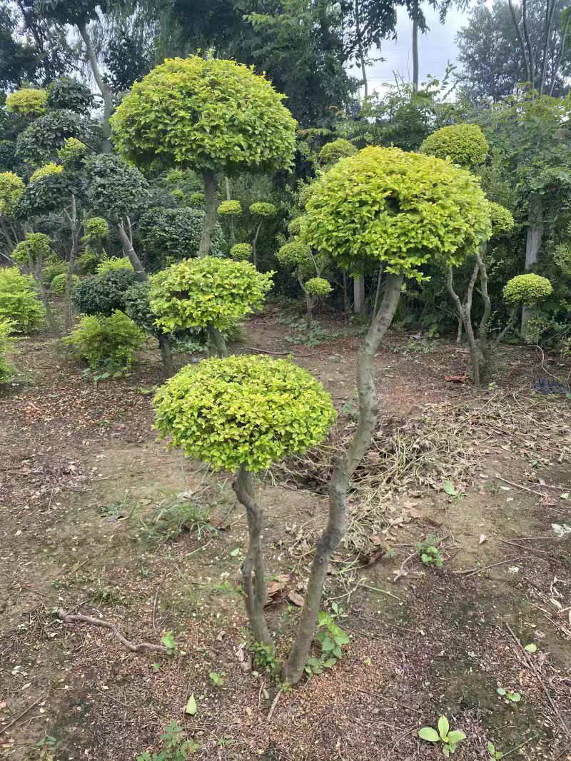 亮晶造型树庭院园林花镜绿植设计搭配别墅造景盆景