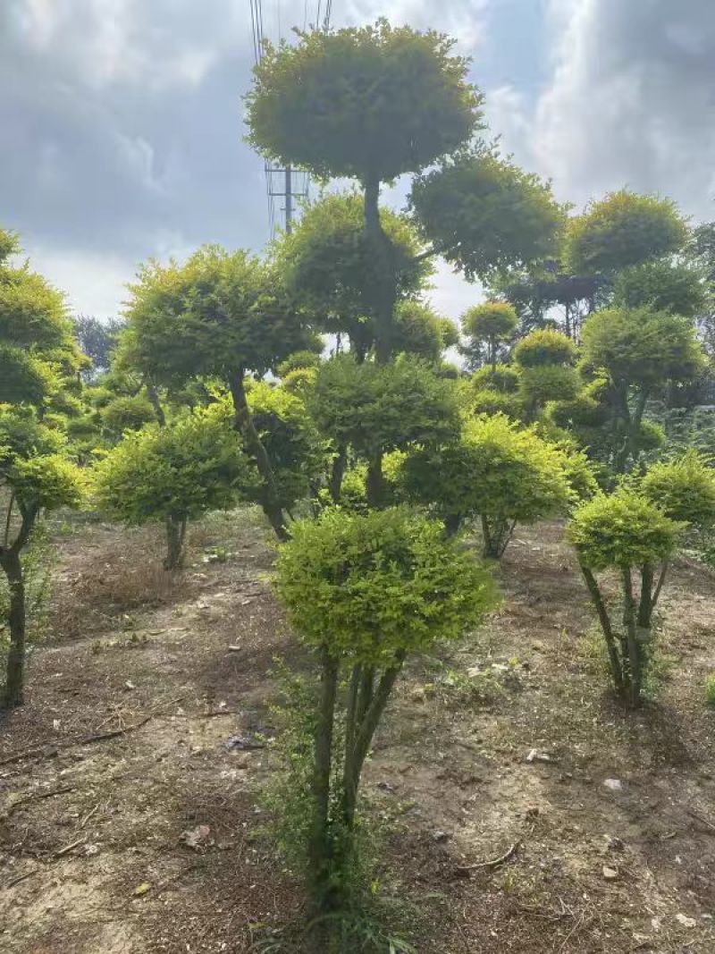 亮晶造型树庭院园林花镜绿植设计搭配别墅造景盆景