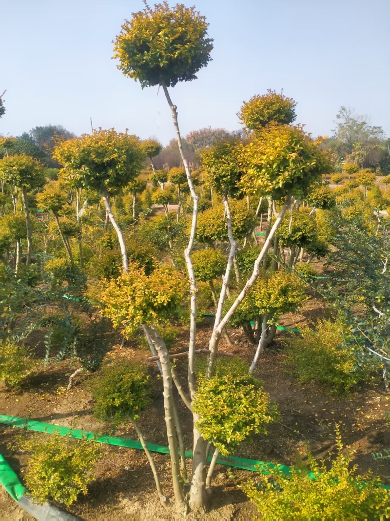 亮晶造型树庭院园林花镜绿植设计搭配别墅造景盆景