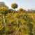 亮晶造型树庭院园林花镜绿植设计搭配别墅造景盆景