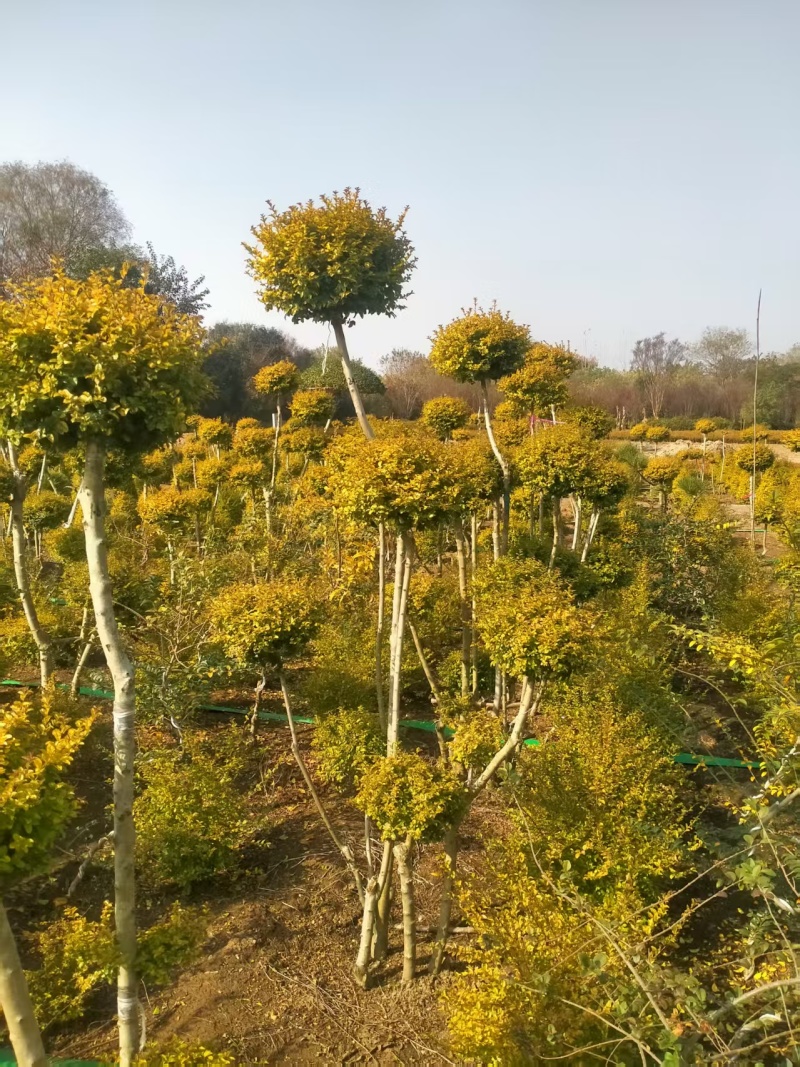 亮晶造型树庭院园林花镜绿植设计搭配别墅造景盆景