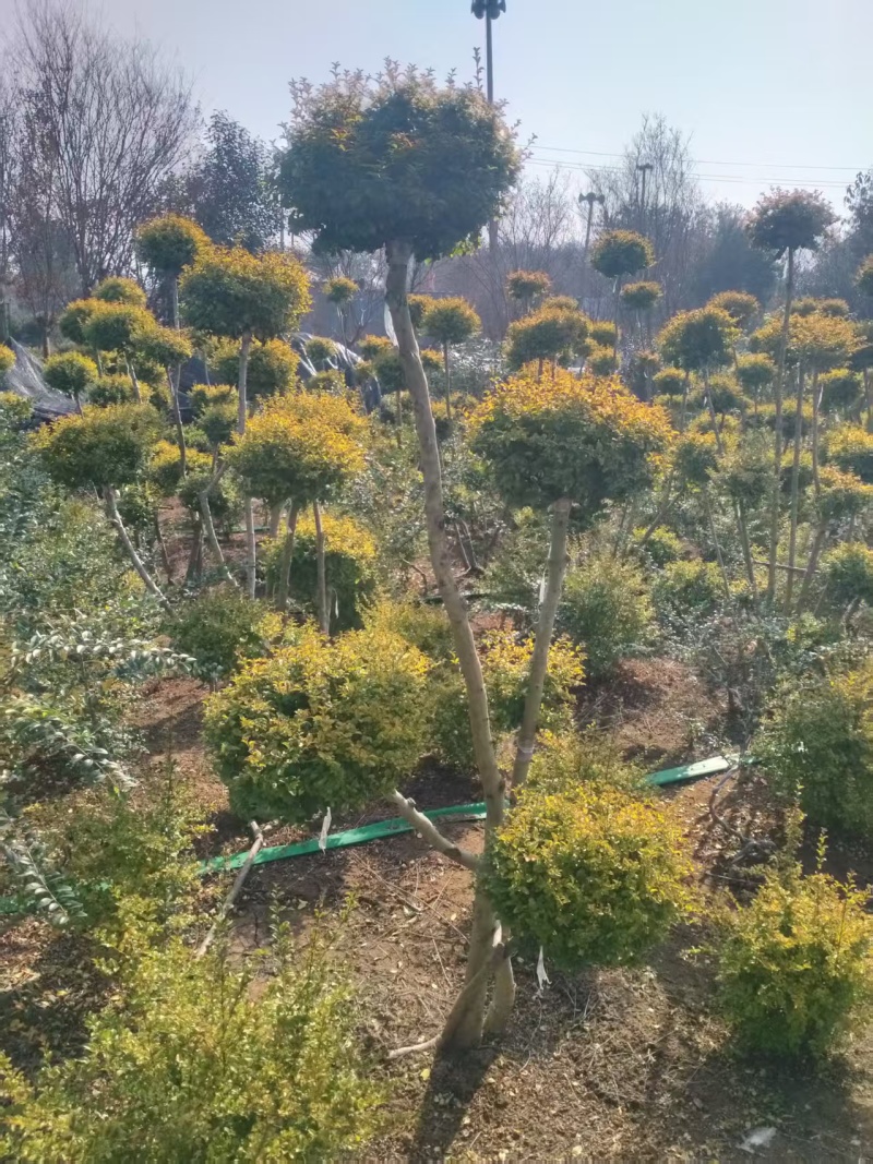 亮晶造型树庭院园林花镜绿植设计搭配别墅造景盆景