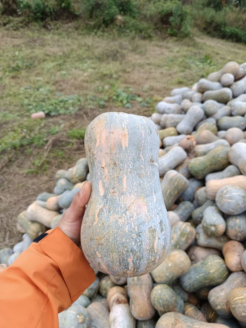 花生南瓜