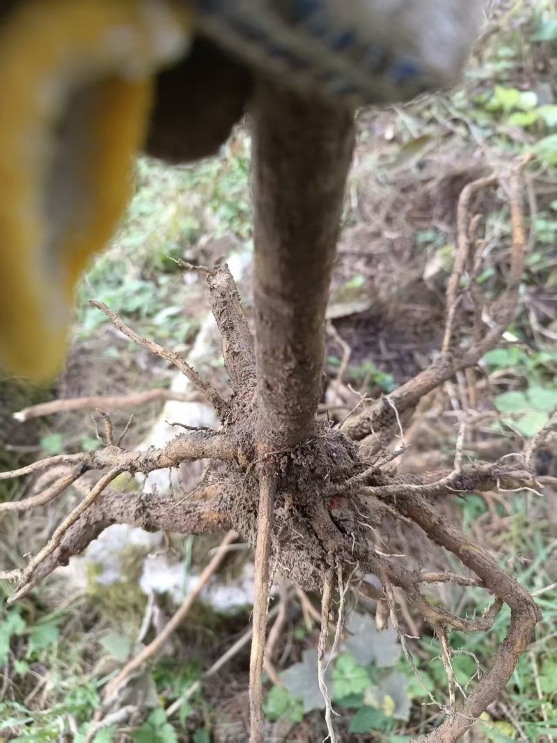 大通草树苗需要的可以联系