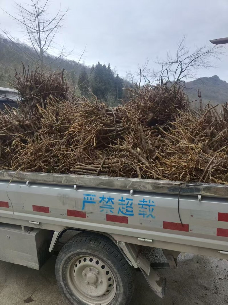 大通草树苗需要的可以联系