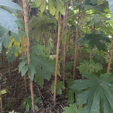 大通草树苗需要的可以联系