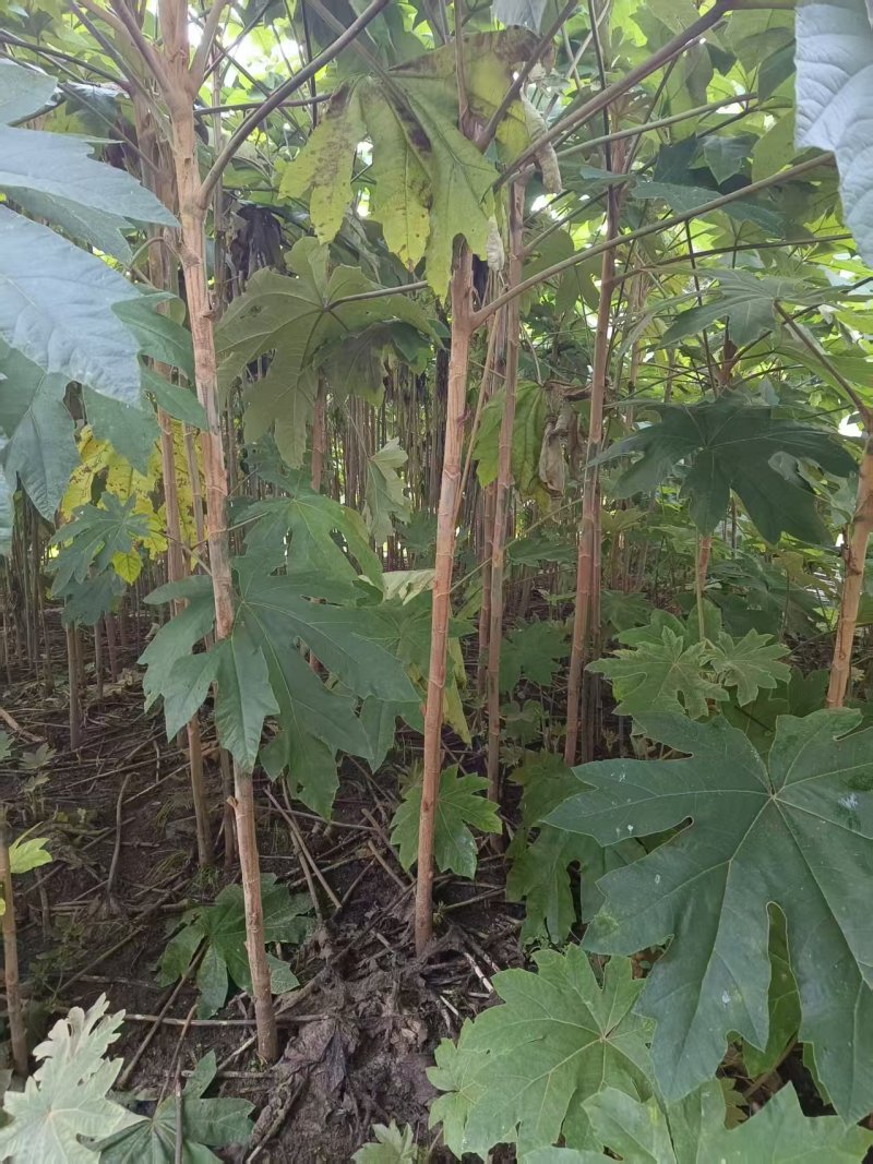 大通草树苗需要的可以联系