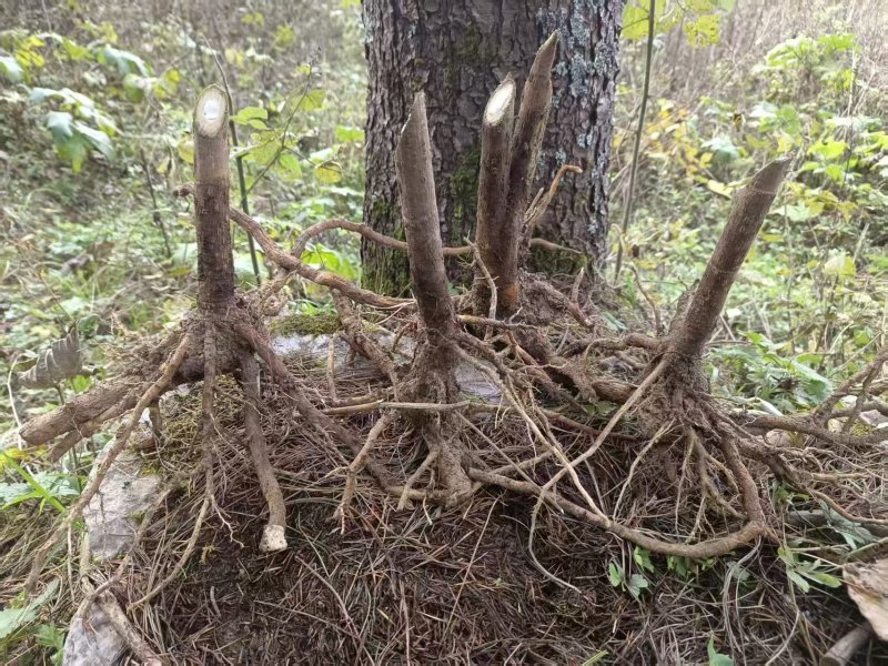 大通草树苗需要的可以联系
