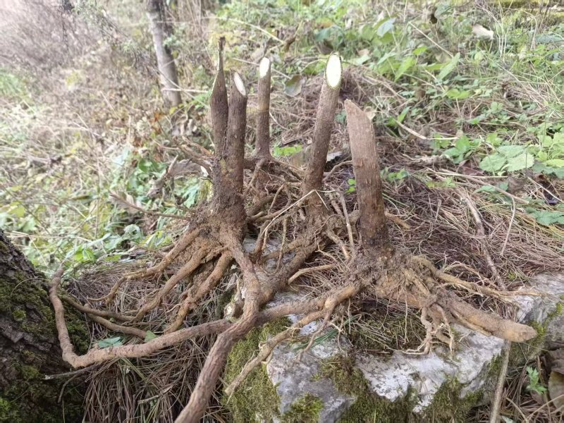 大通草树苗需要的可以联系