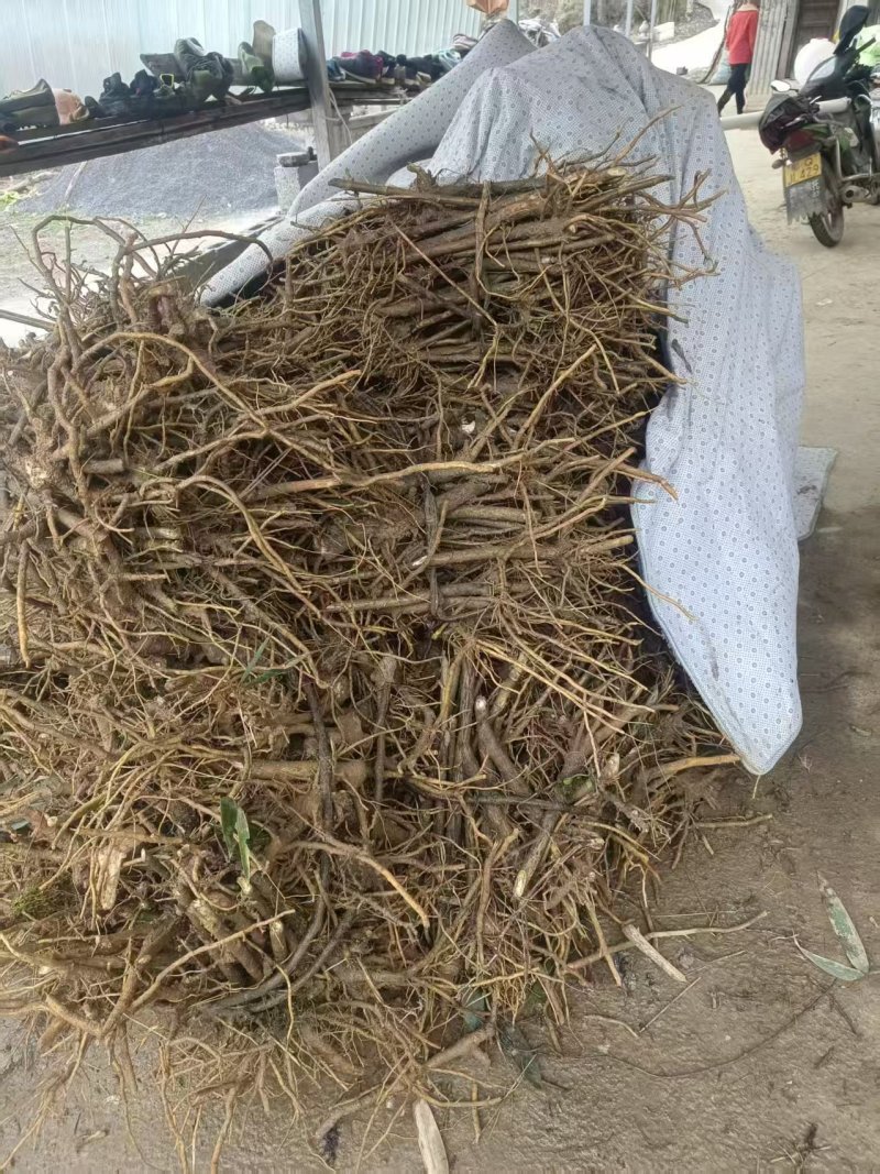 大通草树苗需要的可以联系