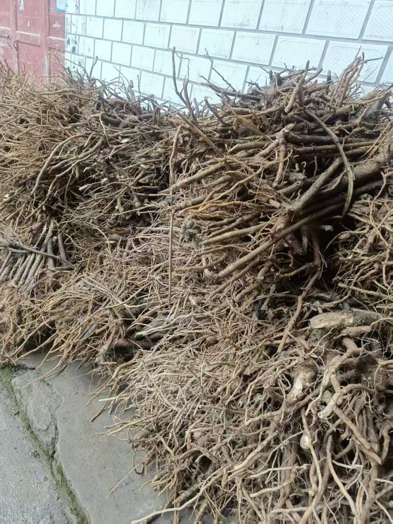 大通草树苗需要的可以联系