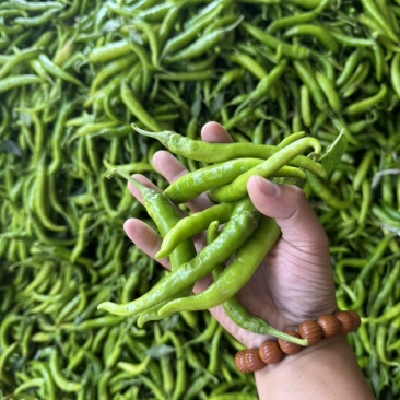 杭椒红杭椒一天收货量上万斤开封通许