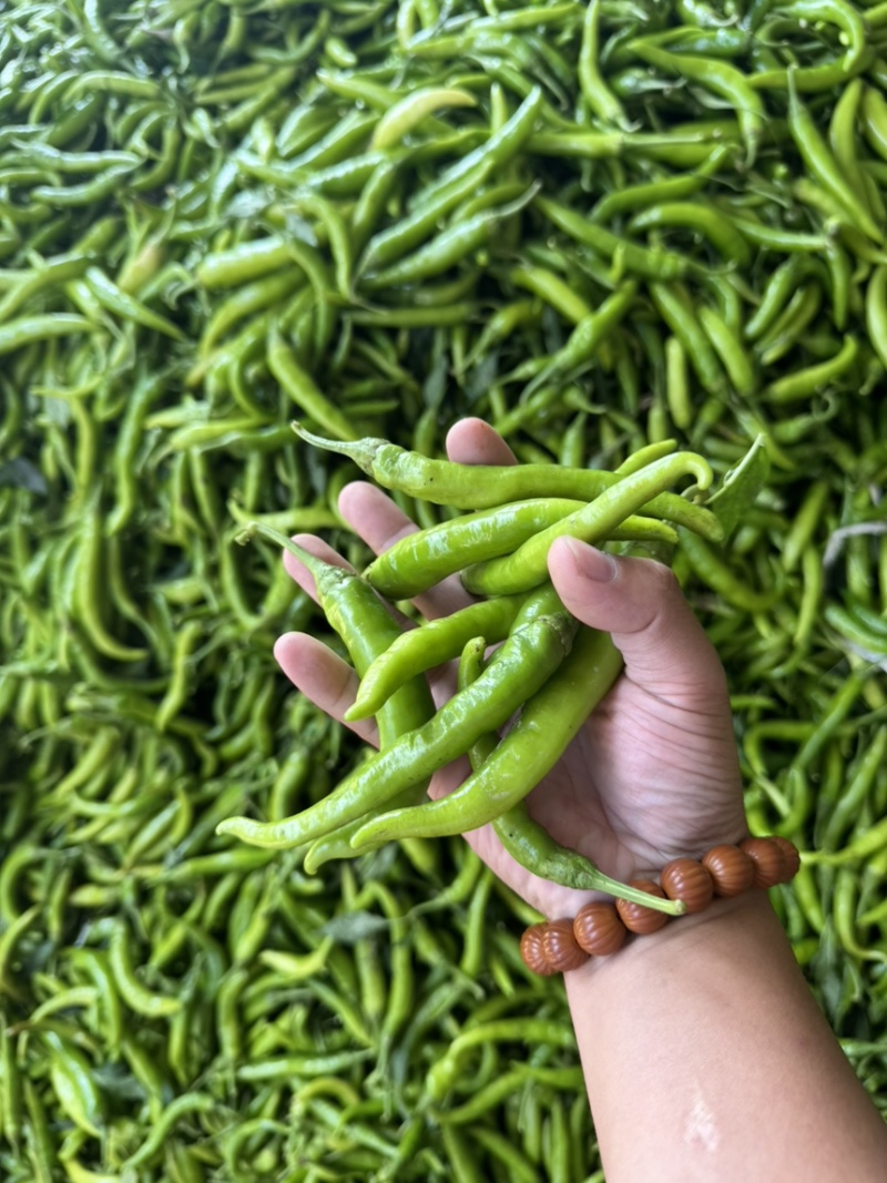 杭椒红杭椒一天收货量上万斤开封通许