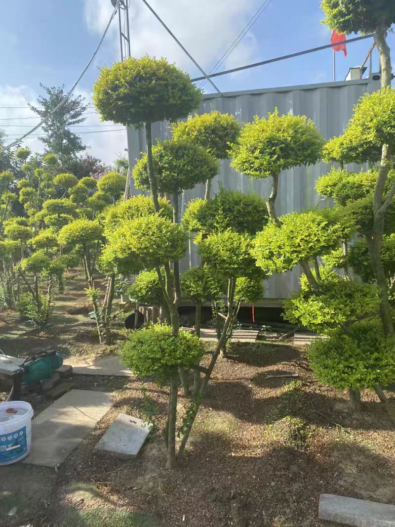 四季常青不落叶耐寒亮晶女贞棒棒糖树苗庭院阳台别墅庭院花园
