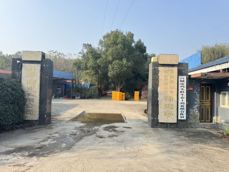 皖南散养土鸡蛋礼盒装量大从优欢迎咨询洽谈