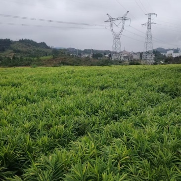 贵州山地姜