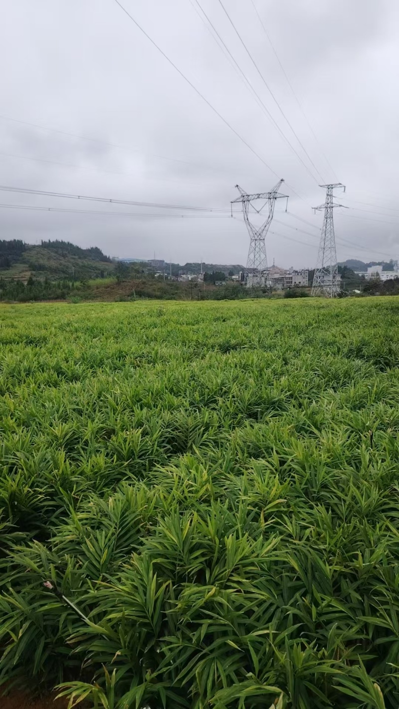 贵州山地姜