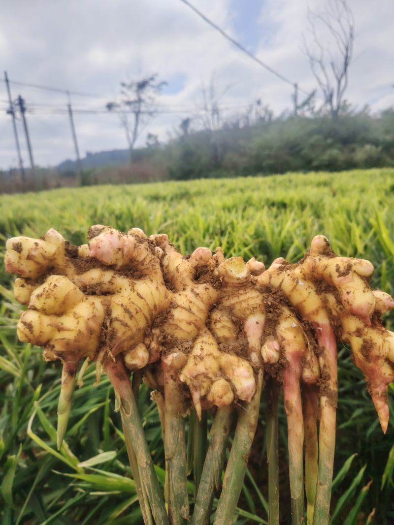 贵州山地姜
