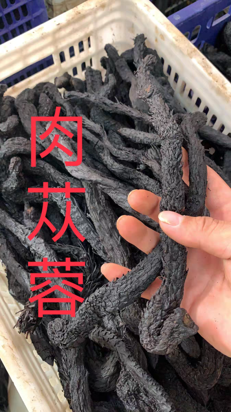 肉苁蓉软质油性肉苁蓉整根含量高规格全批发零售