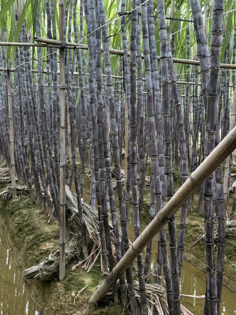 广西黑皮水果甘蔗，产地直发，五吨起批，适合零售、商超
