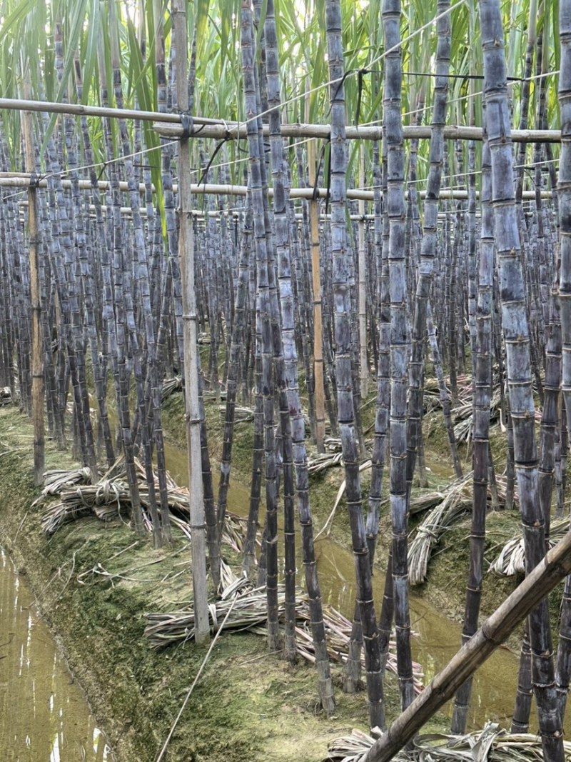 广西黑皮水果甘蔗，产地直发，五吨起批，适合零售、商超