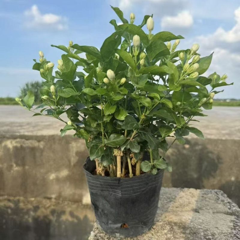 茉莉花白色重瓣香水茉莉花小苗老桩大量批发浓香蕉可食用