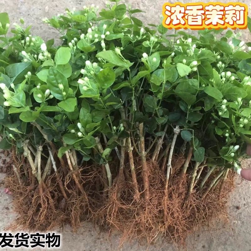 茉莉花白色重瓣香水茉莉花小苗老桩大量批发浓香蕉可食用