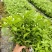 茉莉花白色重瓣香水茉莉花小苗老桩大量批发浓香蕉可食用