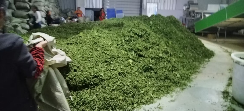 重庆黔江武陵山区霜桑叶干桑叶烘干通货大量