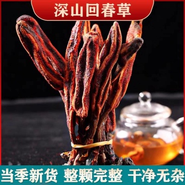 包野生回春草不老草草苁蓉顶天柱一手货源批发零售