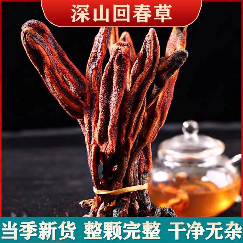 包野生回春草不老草草苁蓉顶天柱一手货源批发零售