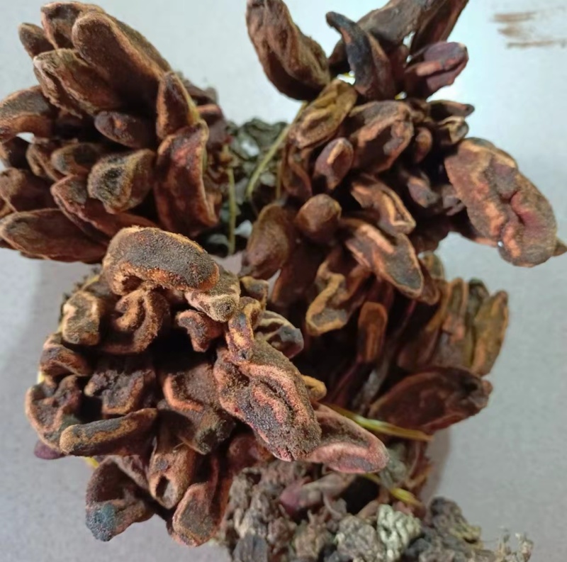 包野生回春草不老草草苁蓉顶天柱一手货源批发零售