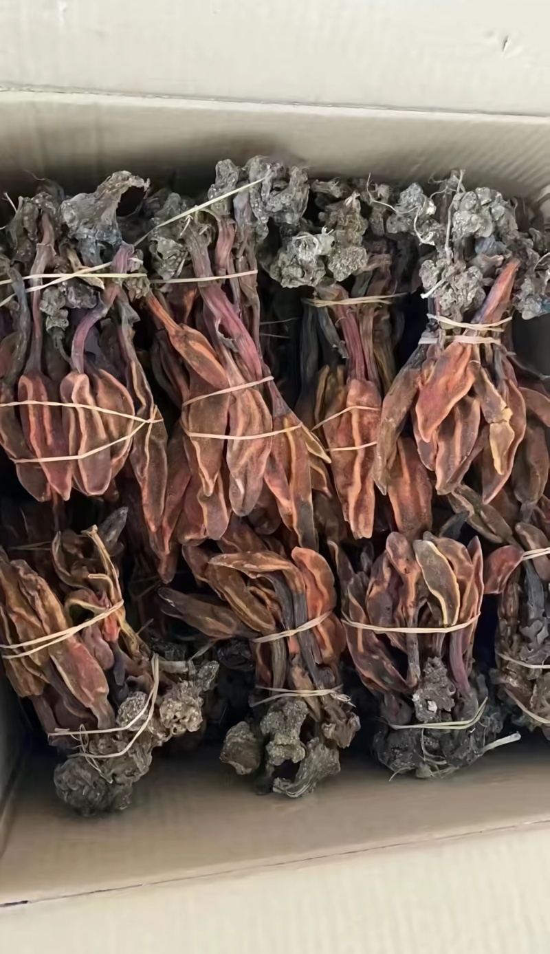 包野生回春草不老草草苁蓉顶天柱一手货源批发零售