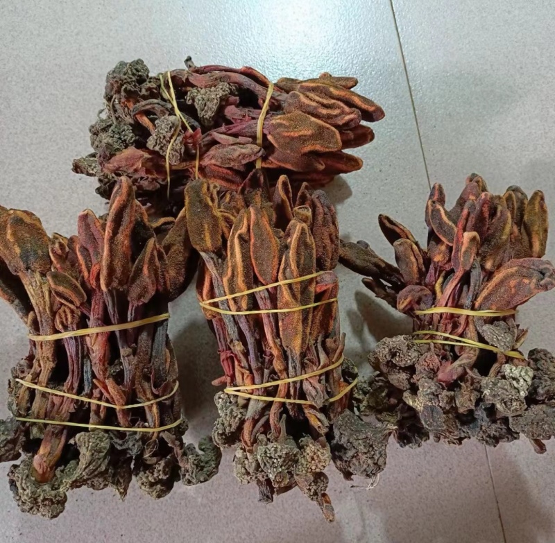 包野生回春草不老草草苁蓉顶天柱一手货源批发零售