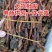 包野生回春草不老草草苁蓉顶天柱一手货源批发零售