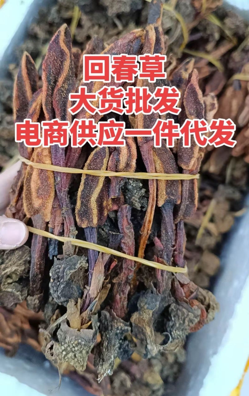包野生回春草不老草草苁蓉顶天柱一手货源批发零售