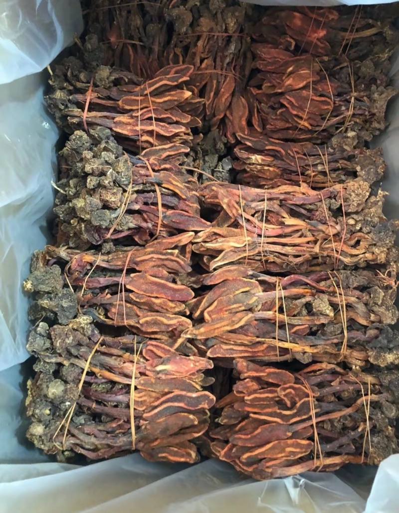 包野生回春草不老草草苁蓉顶天柱一手货源批发零售
