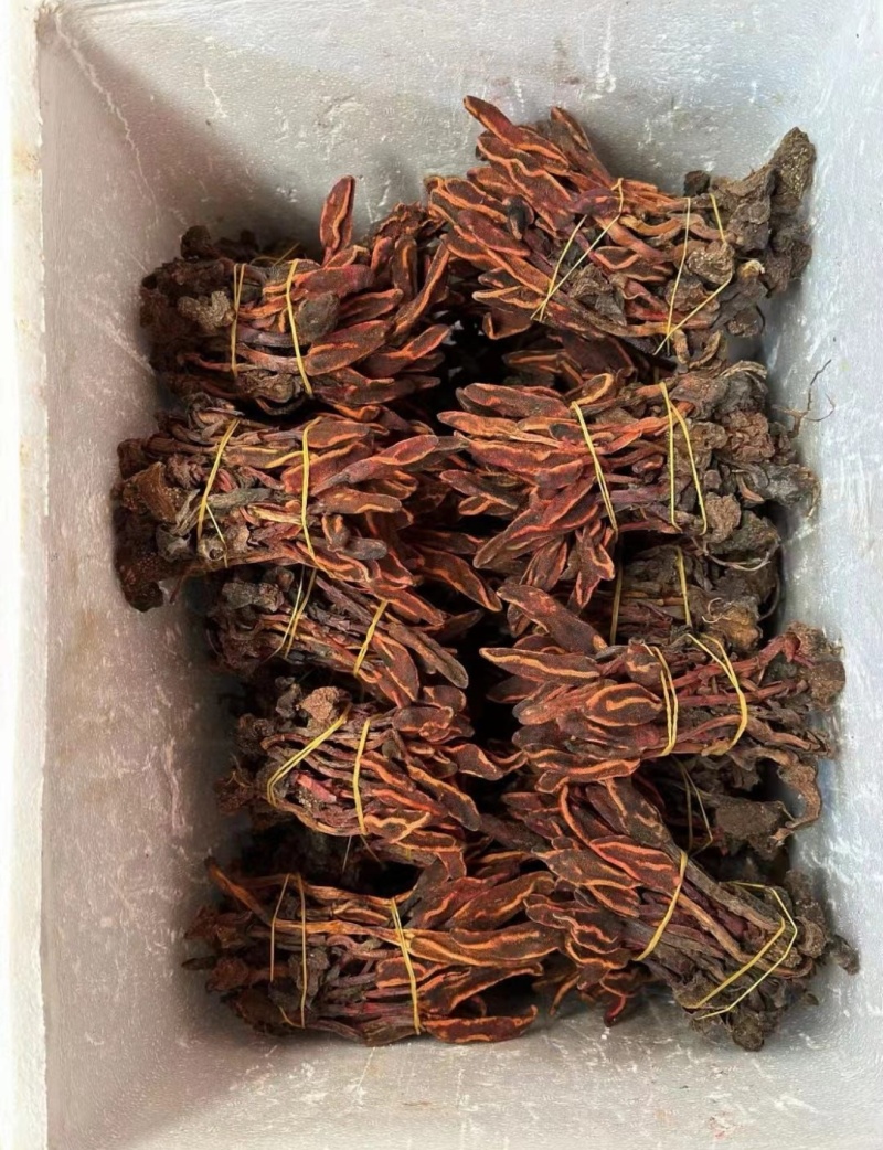包野生回春草不老草草苁蓉顶天柱一手货源批发零售