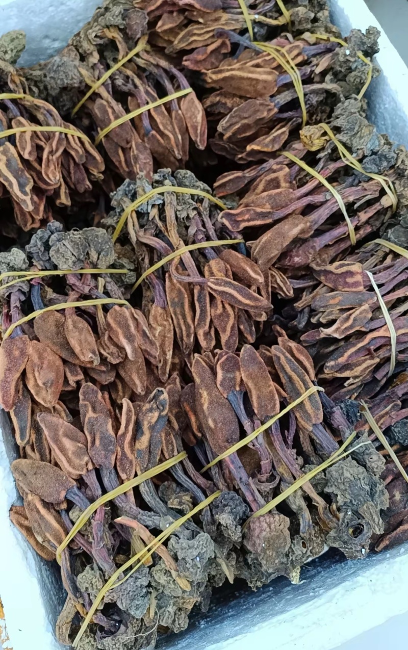 包野生回春草不老草草苁蓉顶天柱一手货源批发零售