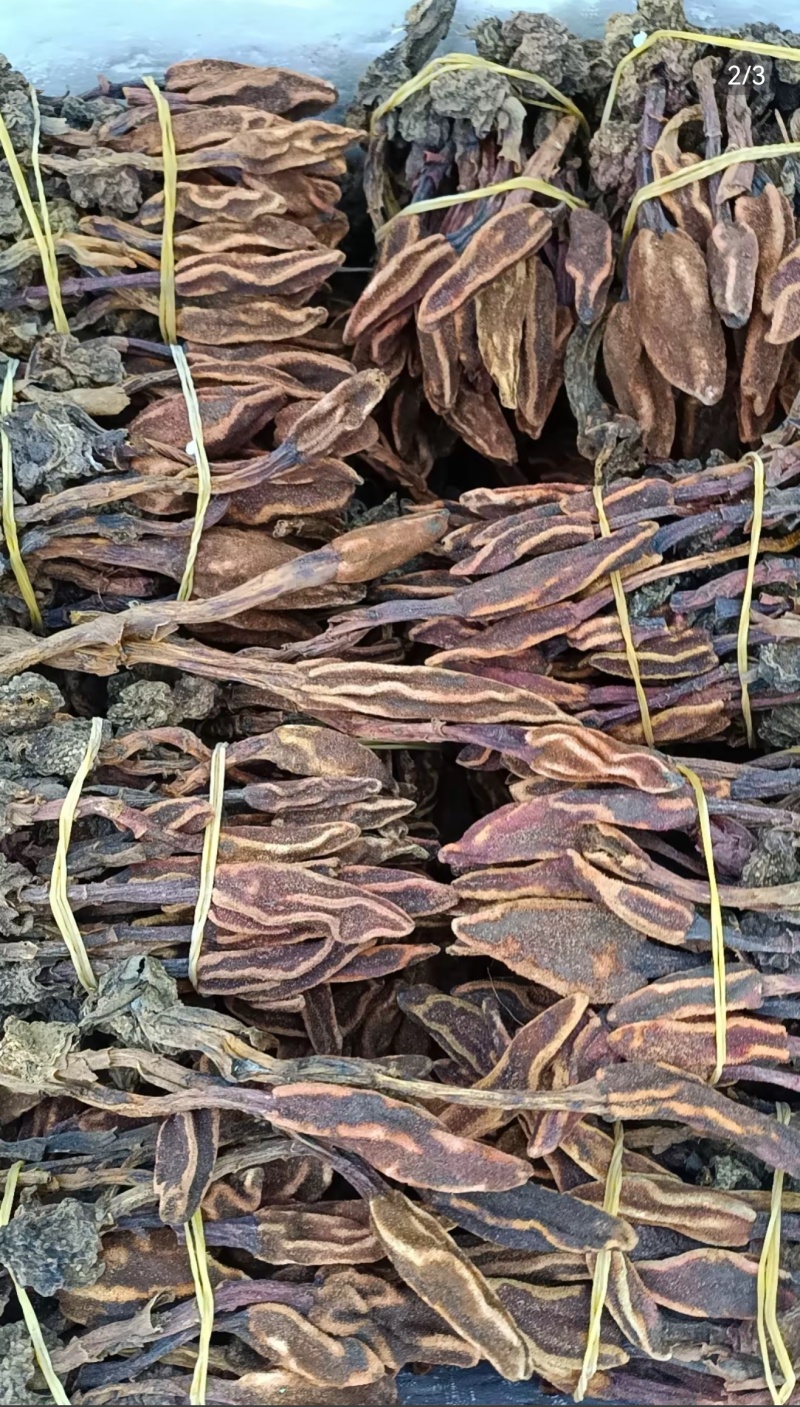 包野生回春草不老草草苁蓉顶天柱一手货源批发零售