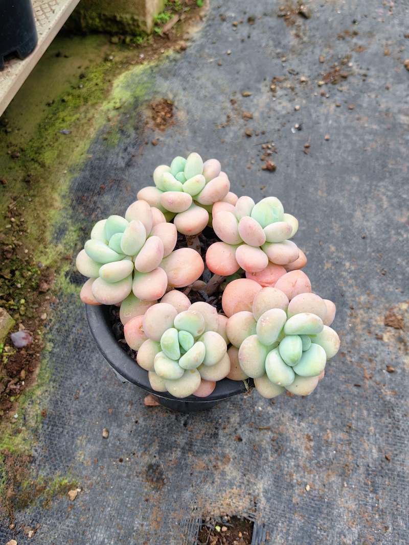 精品洛神多肉