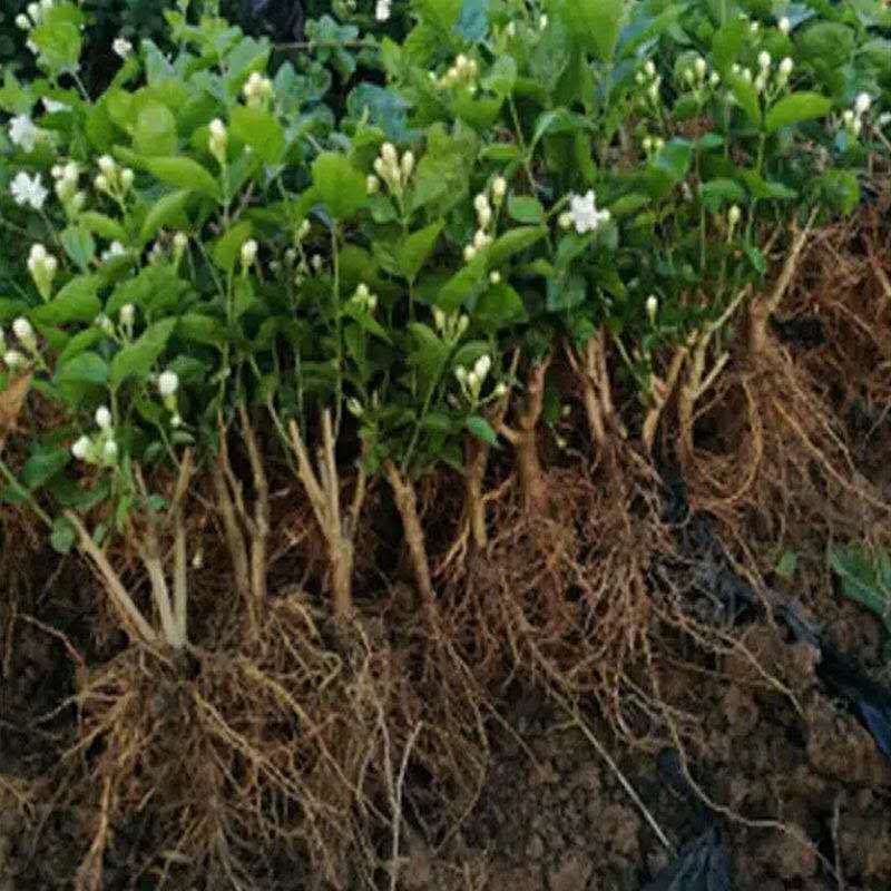 茉莉花白色重瓣香水茉莉花小苗老桩大量批发浓香蕉可食用
