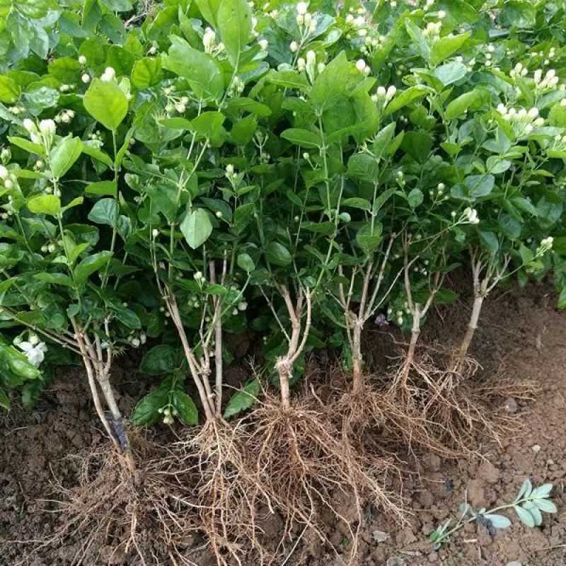 茉莉花白色重瓣香水茉莉花小苗老桩大量批发浓香蕉可食用